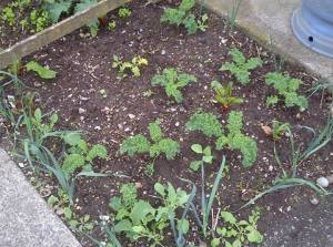 baby kale in garden