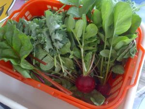 fresh beets and radish in basket