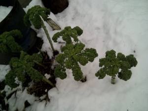 kale in winter