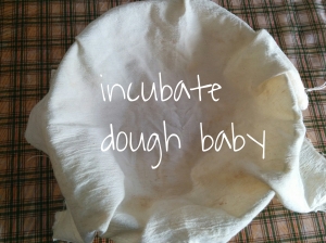 incubating bread dough