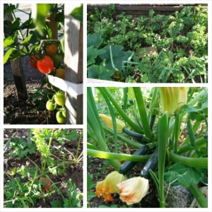 Garden with tomatoes and kale